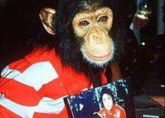 杰克逊的猩猩后来怎么样了,迈克尔杰克逊的大猩猩现状