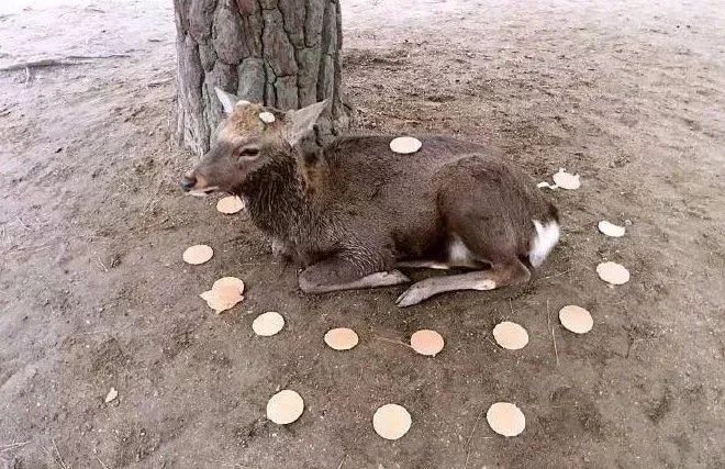 如果没有中国游客,世界该有多无聊