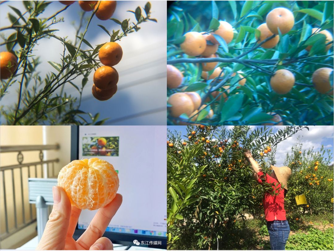 惠民社工助力蔬菜大棚销售,果农滞销爱心助农