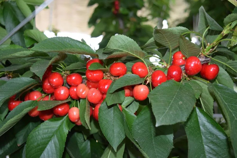 高密好玩,高密旅游怎么样