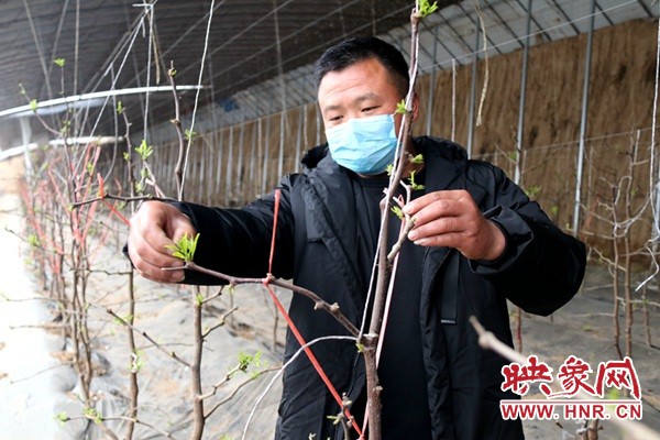 战疫情添新绿活动简报,春耕战疫的图片