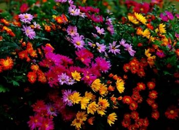 藏在诗词里的诗词,藏在古人诗词里的三春