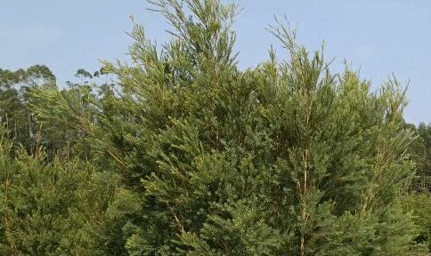 头上又油又有头皮屑又痒怎么办,头上又痒又油有头屑