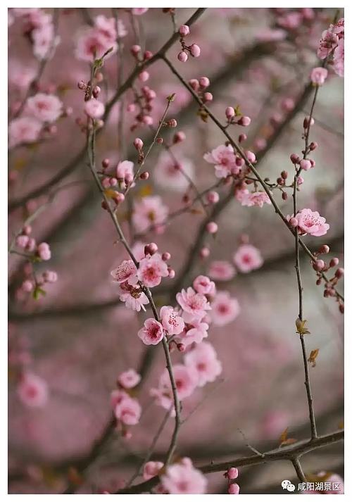 春风十里咸阳湖，花红柳绿渭水清