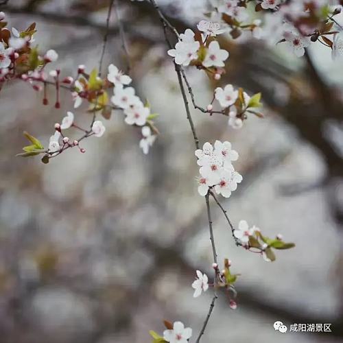 春风十里咸阳湖，花红柳绿渭水清
