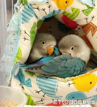 牡丹鹦鹉雏鸟睡觉嘴巴一直动,牡丹鹦鹉睡着了还在唧唧叫