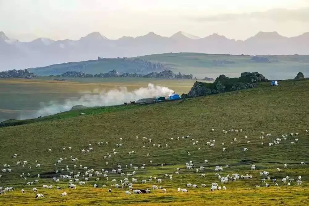 驼奶钙片,高营养有机奶