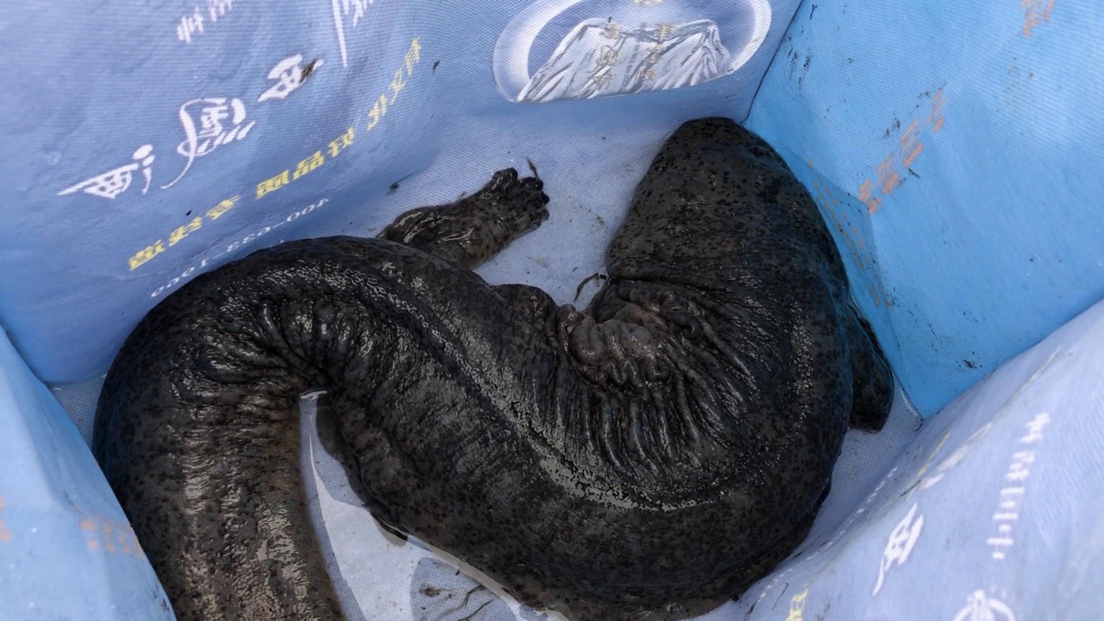 西安灞河能钓到鱼吗,市民钓到娃娃鱼