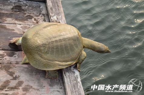 娃娃鱼是国家保护动物为啥还能吃,娃娃鱼濒临灭绝为什么还能吃