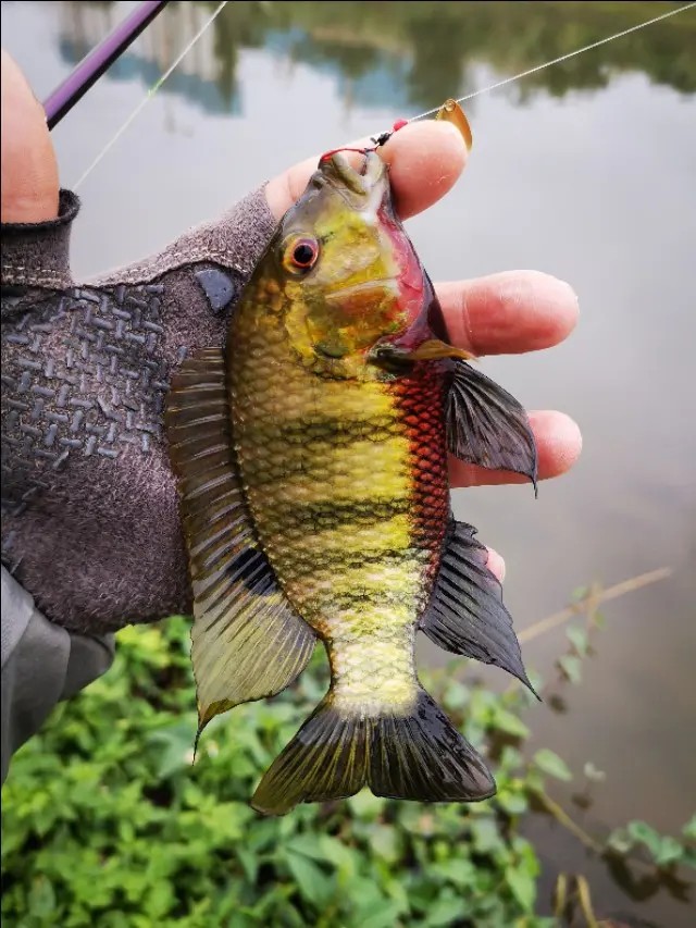 路亚一步到位还是循序渐进好,摸索反思