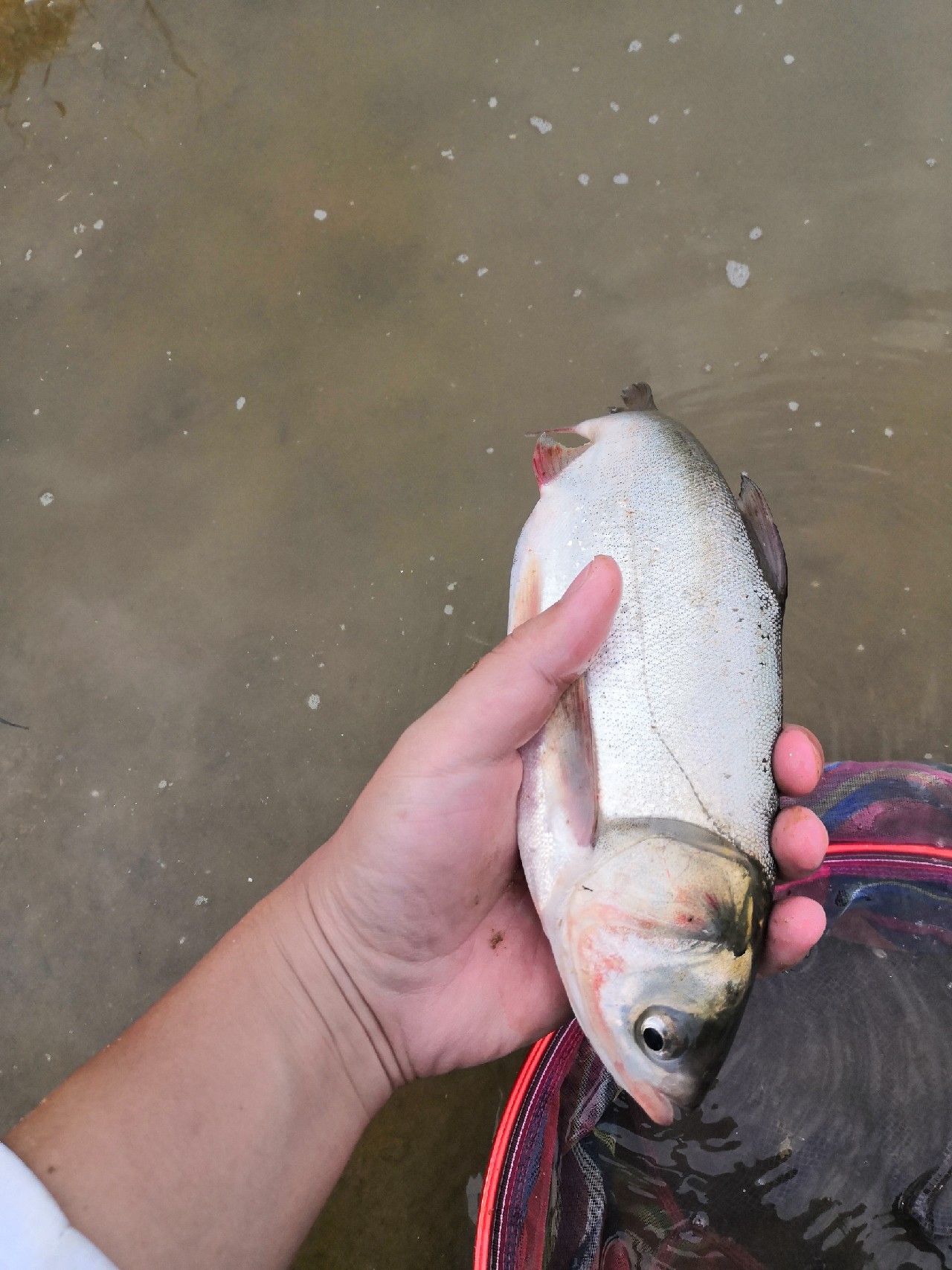 增江钓土鲮时间,增江土鲮爆护