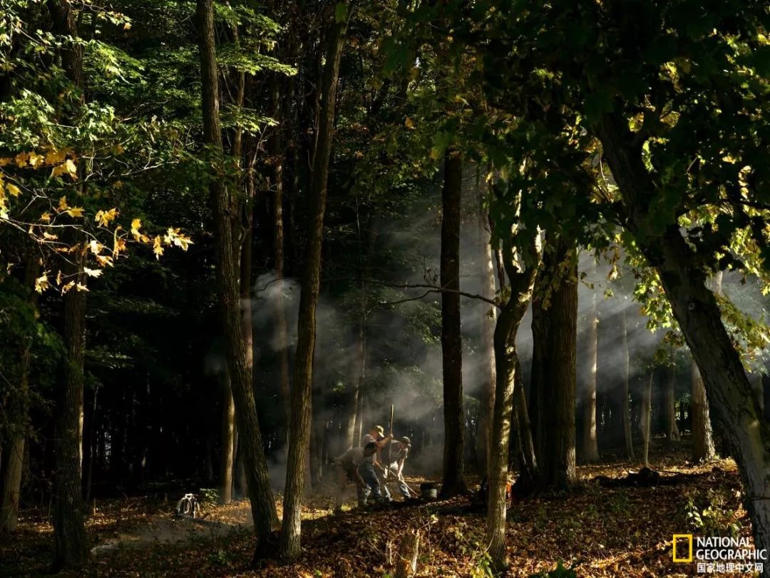 人参大战莱菔子,人参大战灵芝