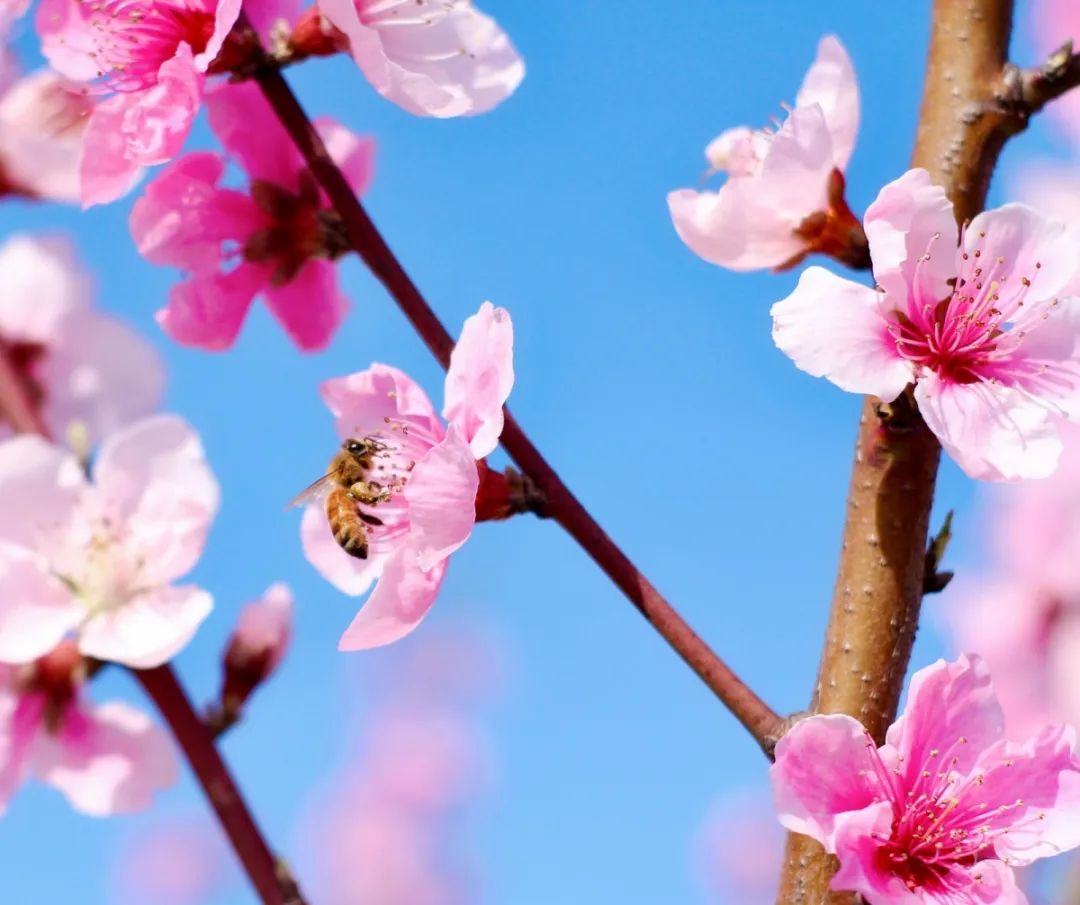 南京赏花地图请收好,江宁赏花好去处