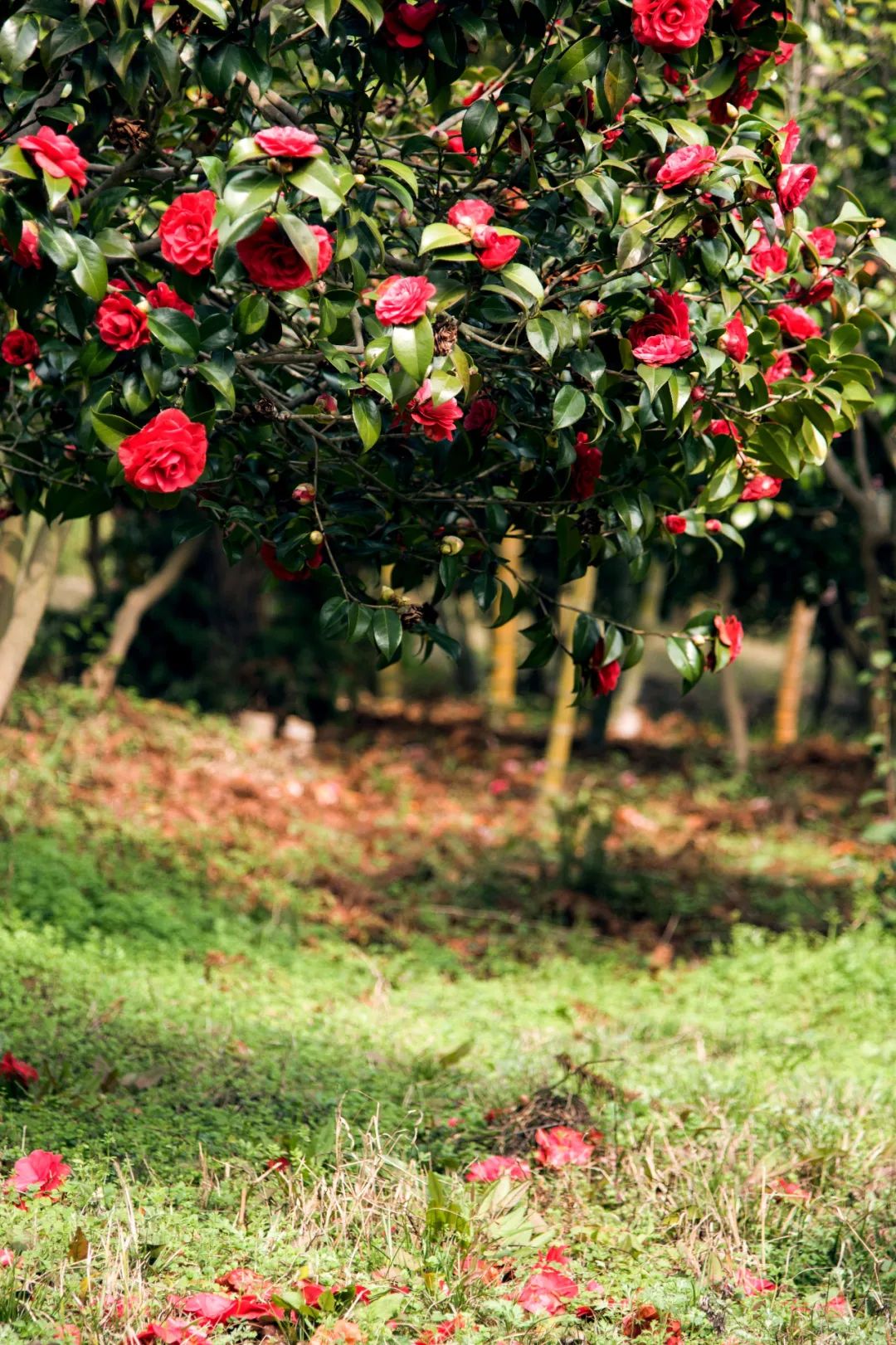 南京赏花地图请收好,江宁赏花好去处