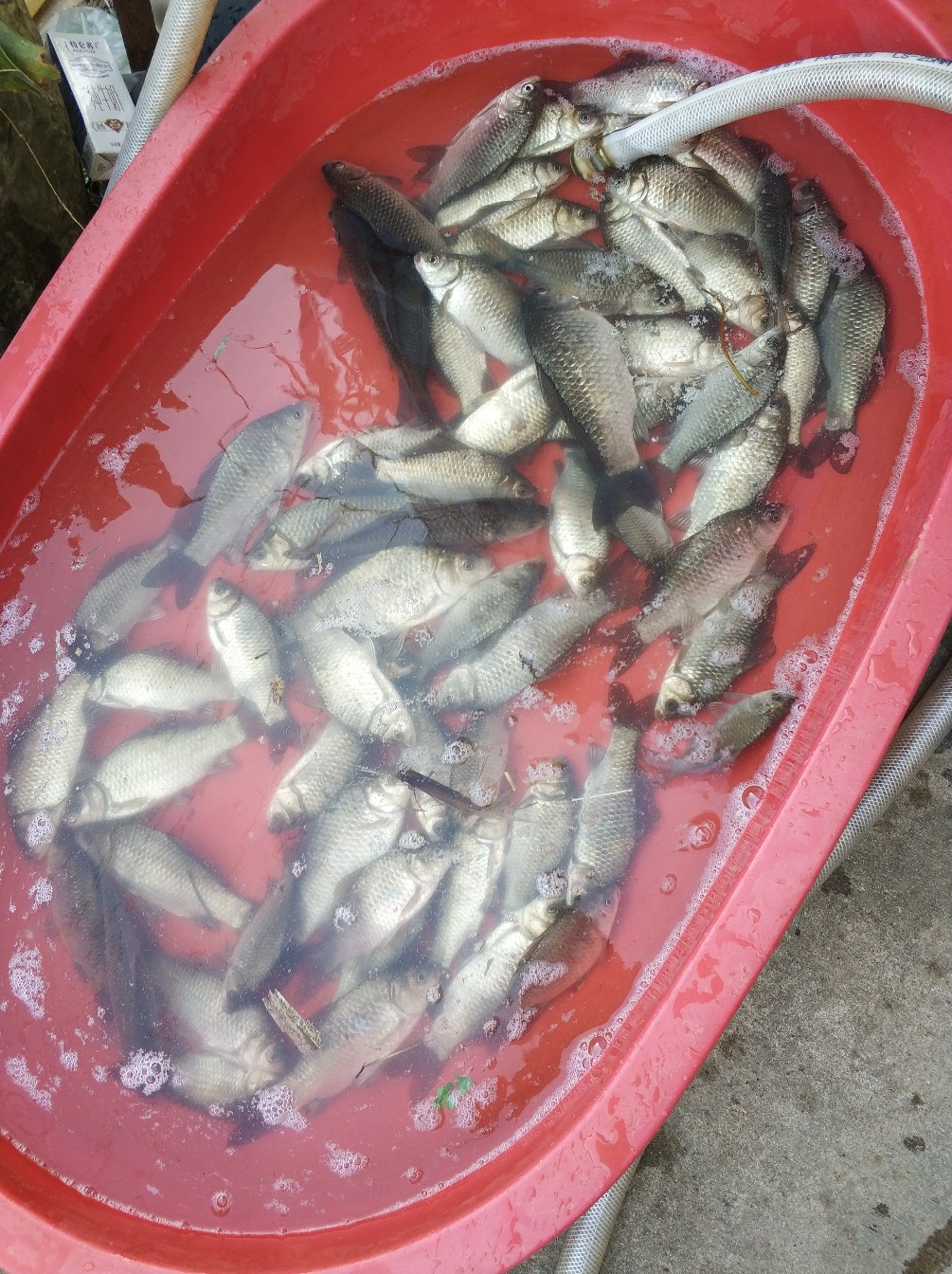 阳春三月秋高气爽,阳春三月太阳暖洋洋的