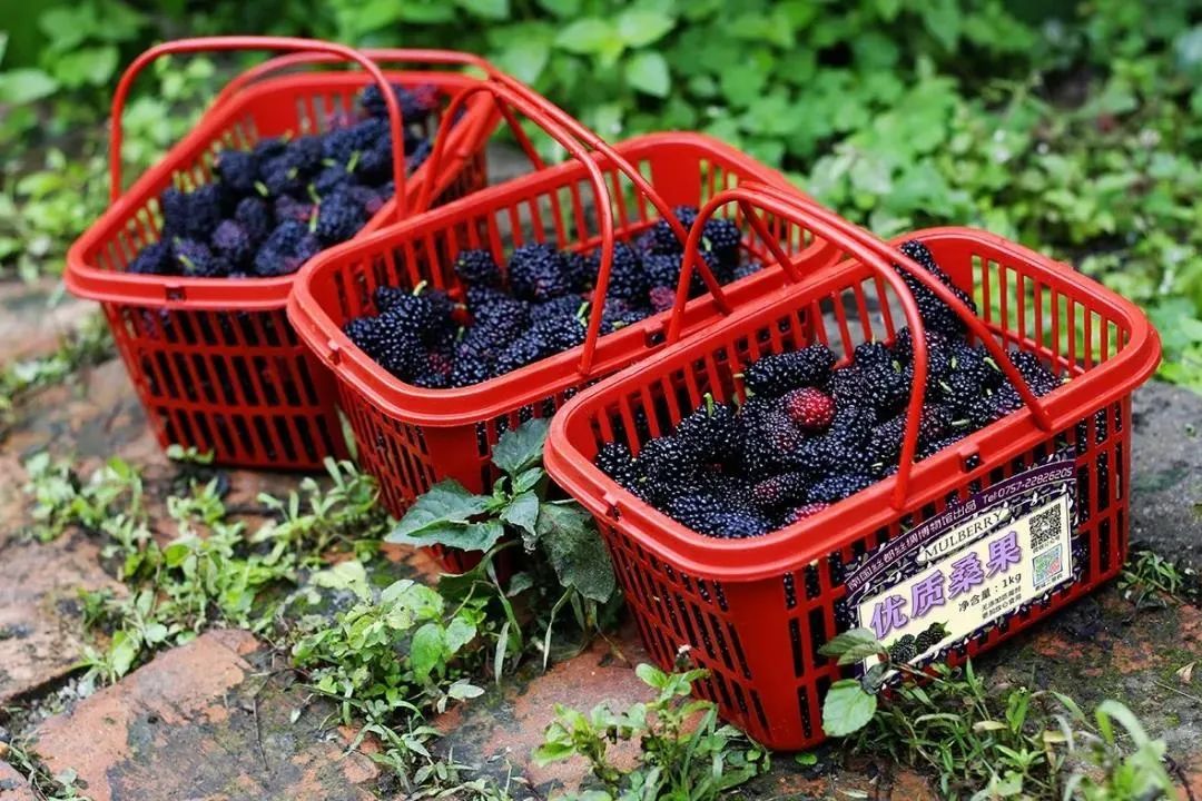 佛山景点啥时开放,佛山景区最新消息