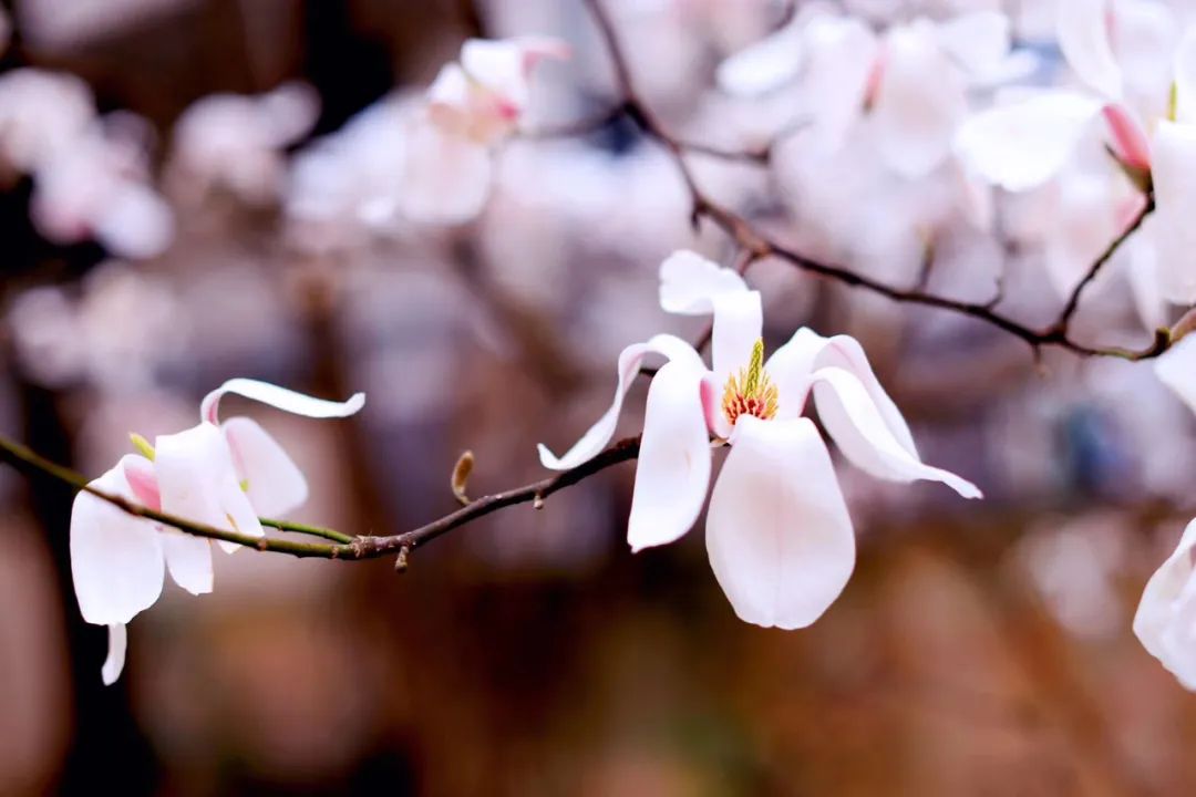 古诗词中的春天的美,春天里的古诗词美篇