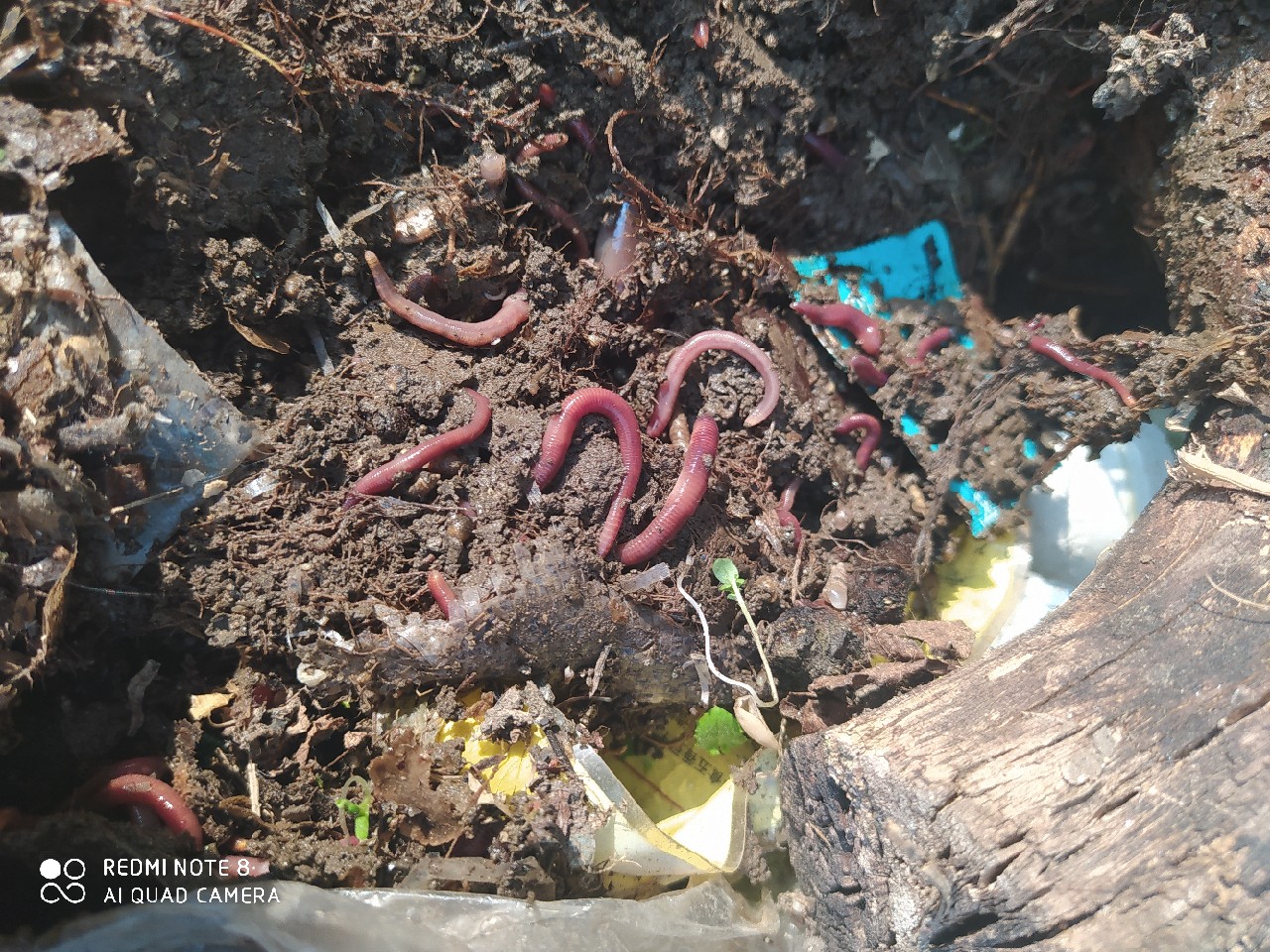 由鱼道联想到蚯蚓道，教你又快又准找蚯蚓