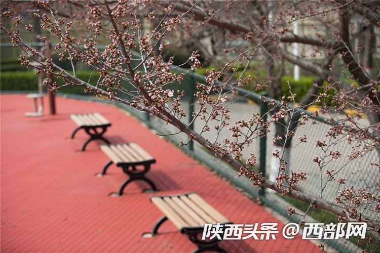 春天里的陕西｜西安思源学院：一起品尝春天的“甜”