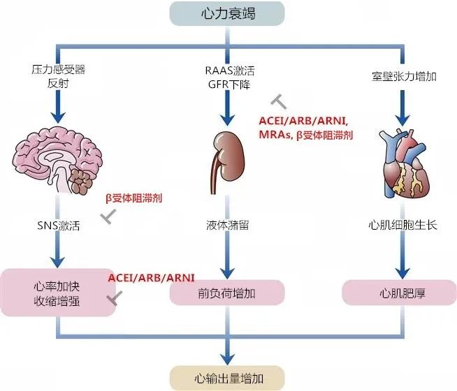 心力衰竭新指南最常用药物,2021acc心力衰竭专家共识