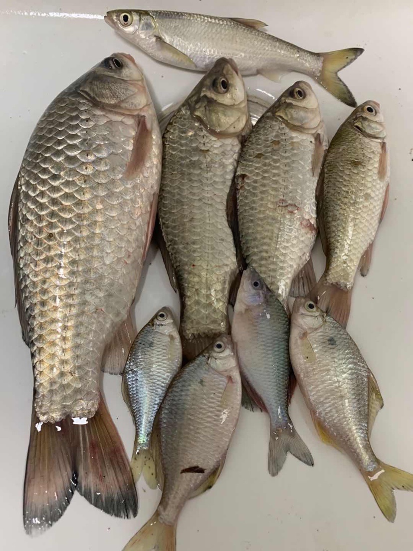 自制丁香酒饵料,自制丁香饵料钓鱼方法