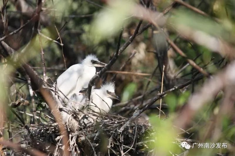 南沙生态田园风光,南沙湿地环境