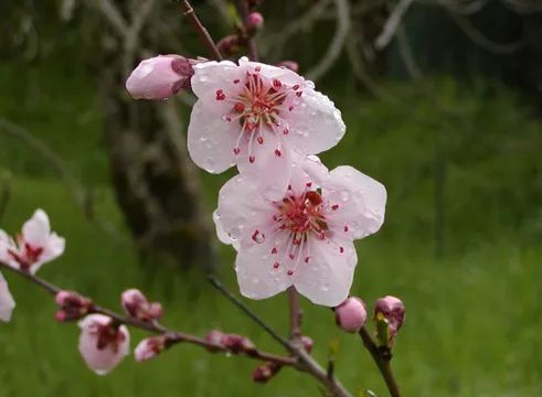 2020春季赏花指南,中国春色,满血复活