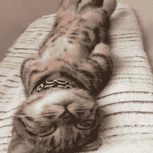 抗菌效果高达99.99%！滴在*裤内**上的香水，去除异味，还能辅助抑菌