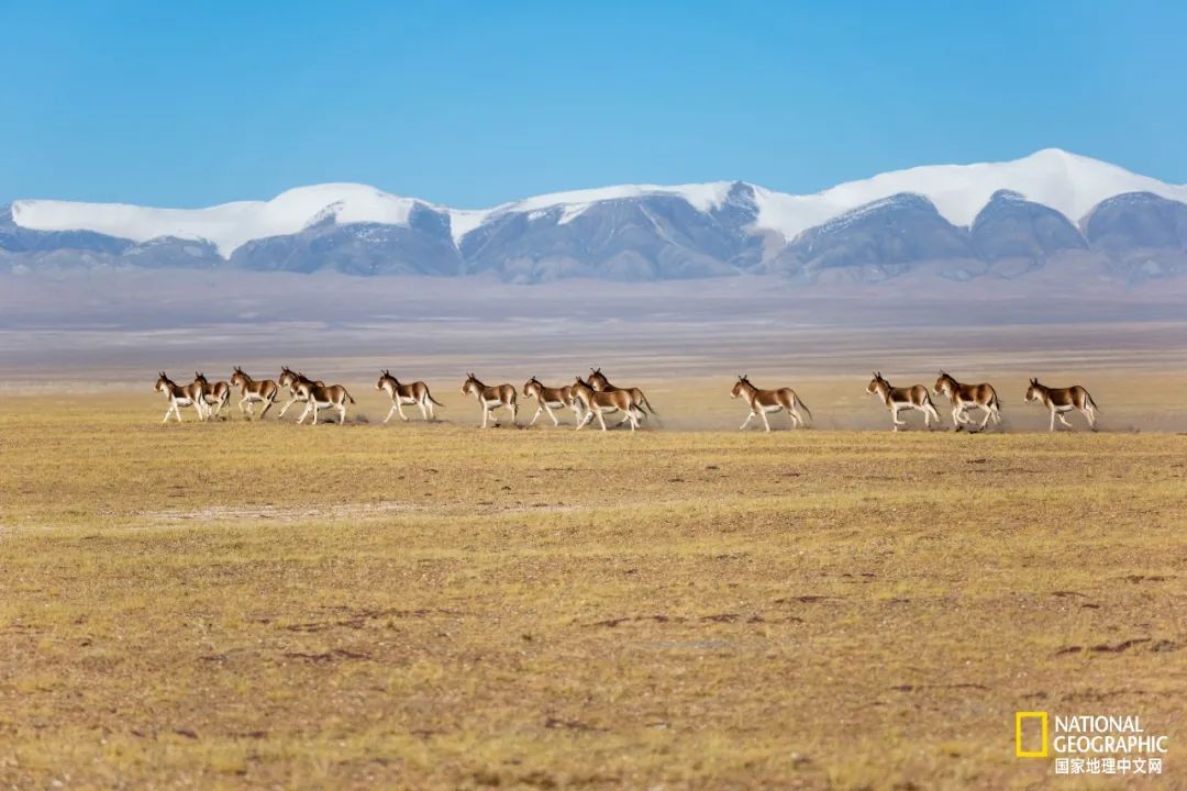 可可西里爱而不得,不要盲目向往可可西里