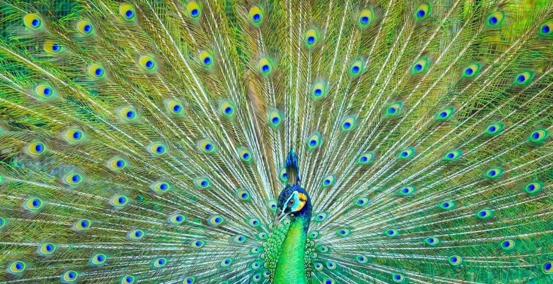 自然之友保护绿孔雀,绿孔雀保护措施