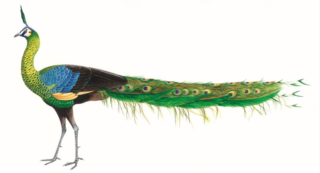 自然之友保护绿孔雀,绿孔雀保护措施