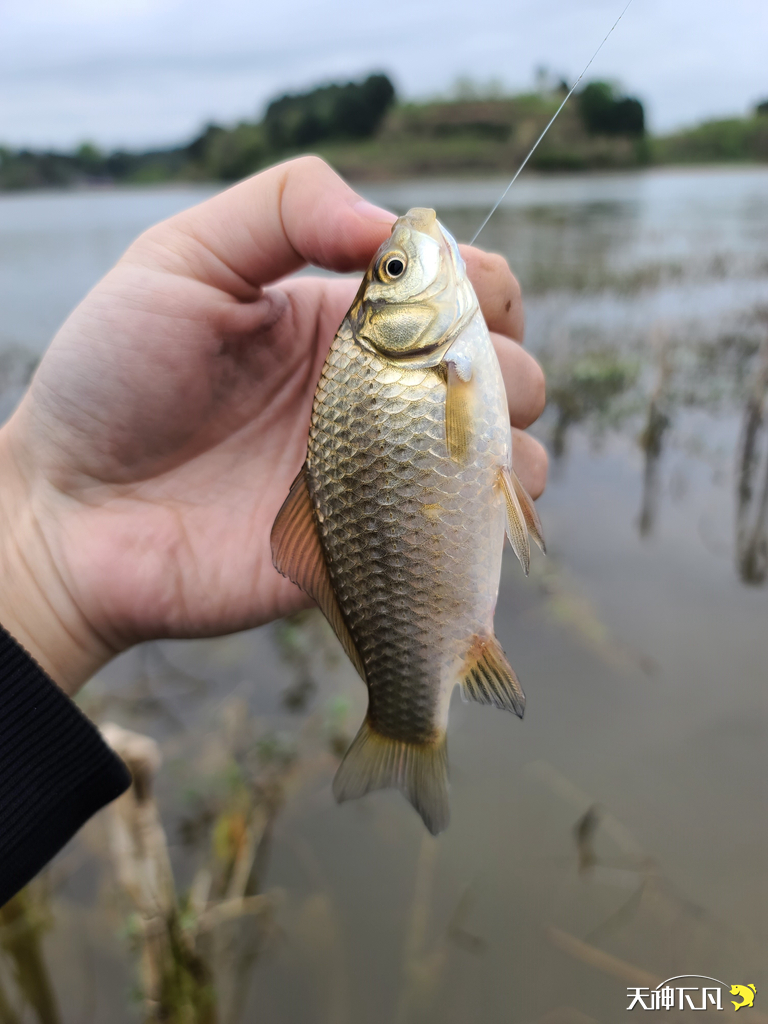 凤凰涅盘浴火重生对火的崇拜,凤凰涅盘浴火重生需要的是勇气