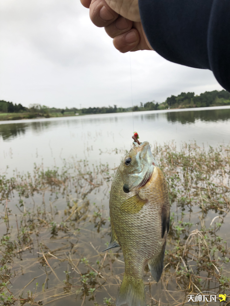 凤凰涅盘浴火重生对火的崇拜,凤凰涅盘浴火重生需要的是勇气