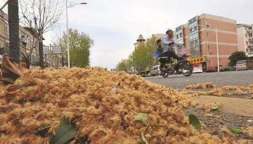 又见梧桐诗词,又见梧桐飘絮完整版