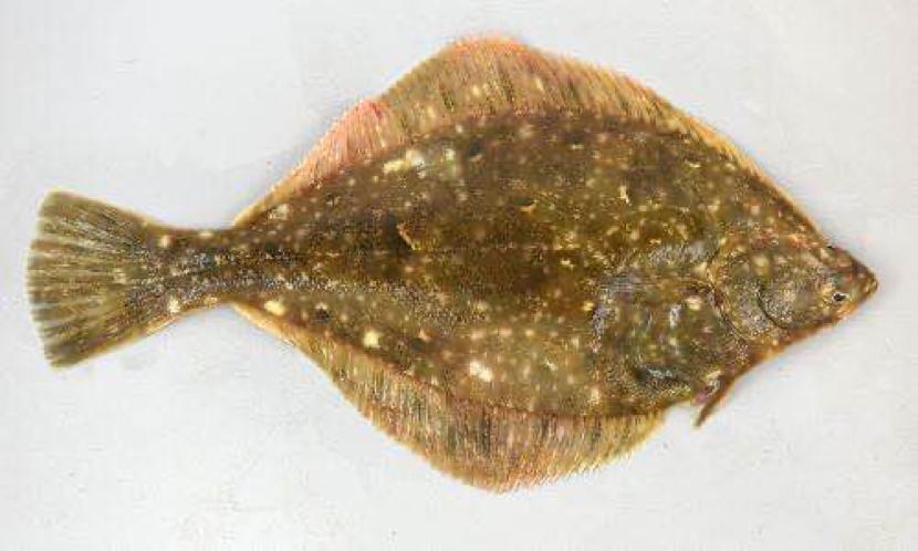 动森能钓黑鲈鱼吗,动森黑鲈鱼出现时间