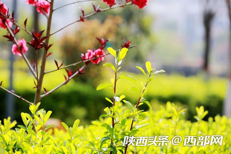 西安浐灞欧亚中学最新消息,春天里的陕西