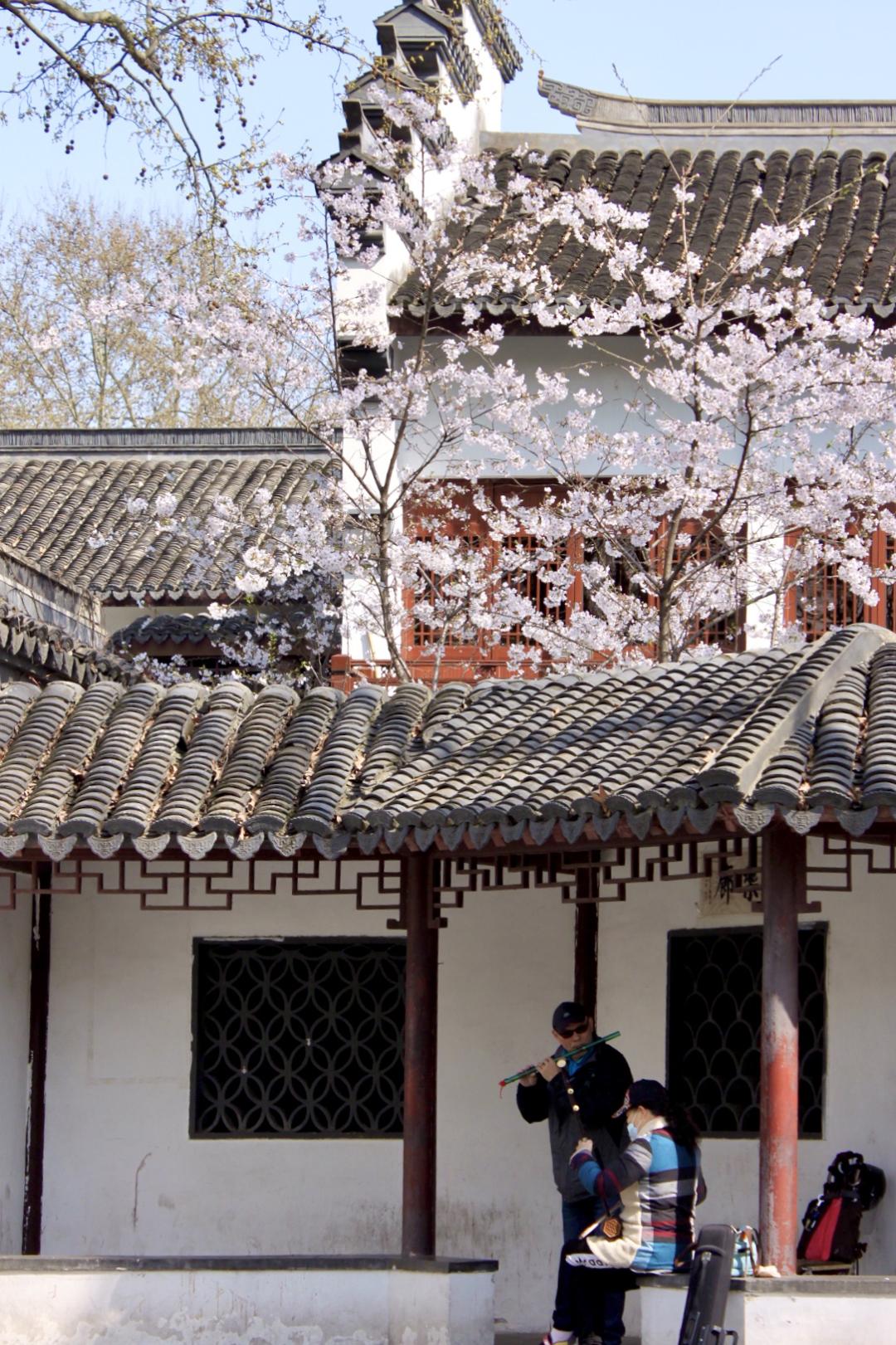 武汉终于解封！待到樱花再开时，相约这座英雄城市可好？