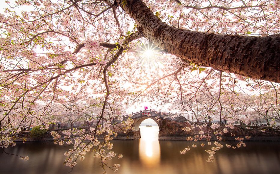 武汉终于解封！待到樱花再开时，相约这座英雄城市可好？