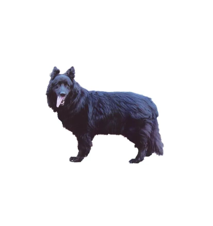 「FM889」定了！这48类烈性犬在滨州城市建成区禁养！5月1日起施行