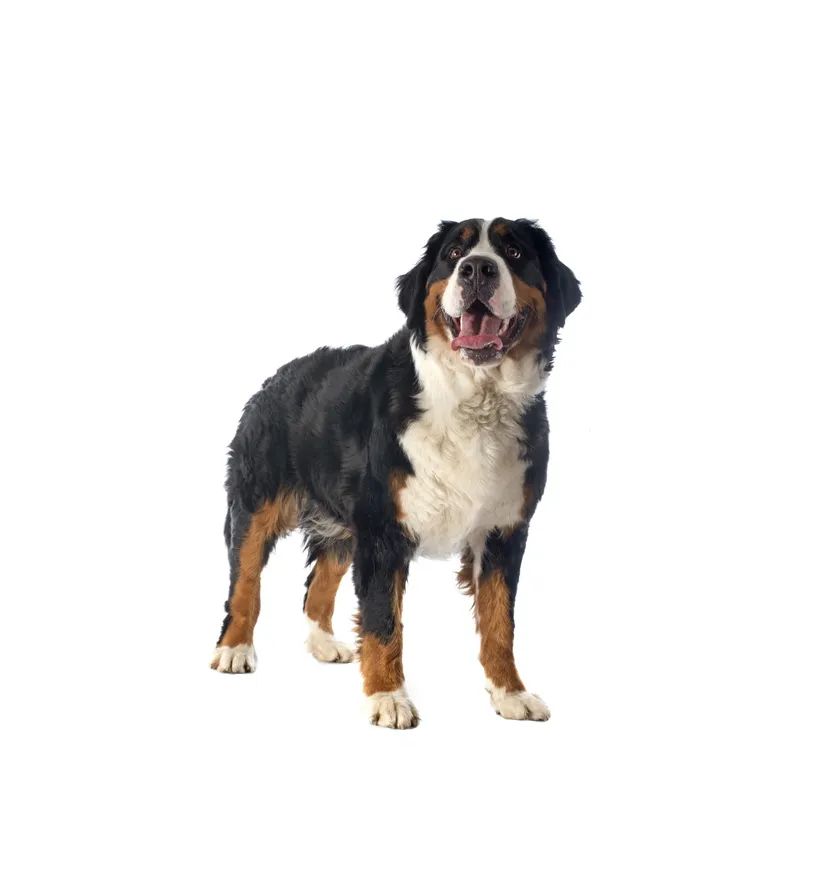 「FM889」定了！这48类烈性犬在滨州城市建成区禁养！5月1日起施行