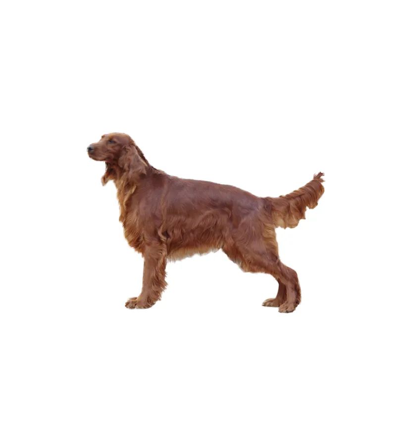 「FM889」定了！这48类烈性犬在滨州城市建成区禁养！5月1日起施行