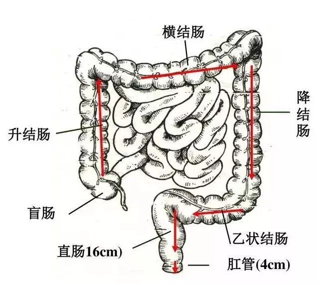各类灌肠的区别笔记,灌肠科普解说