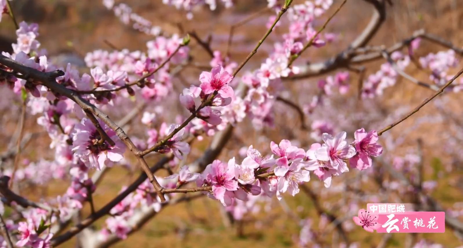 肥城桃花盛开完整版,游肥城赏桃花