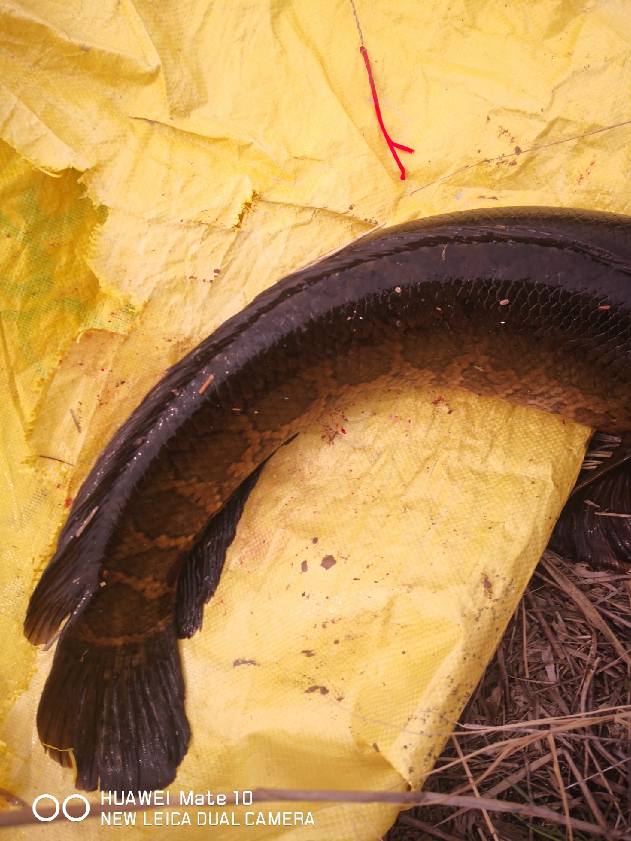 初春打黑雷蛙,开春路亚打黑刺鱼技巧