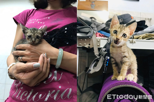 喵戴羞耻圈走秀 时尚感笑翻万人