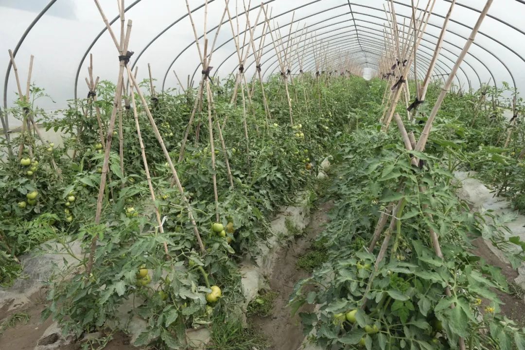 黄贝贝,粉串?这个村干部做“微商”卖的啥货?