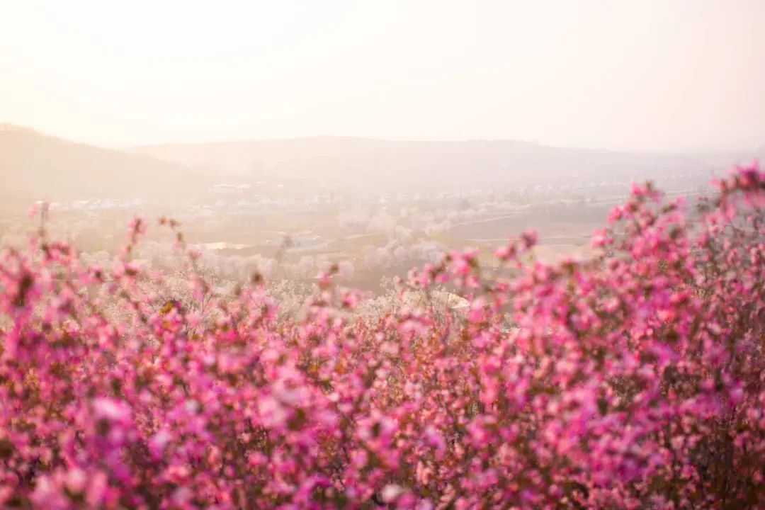 我从花海中归来!花仙子4月15日盛大开园
