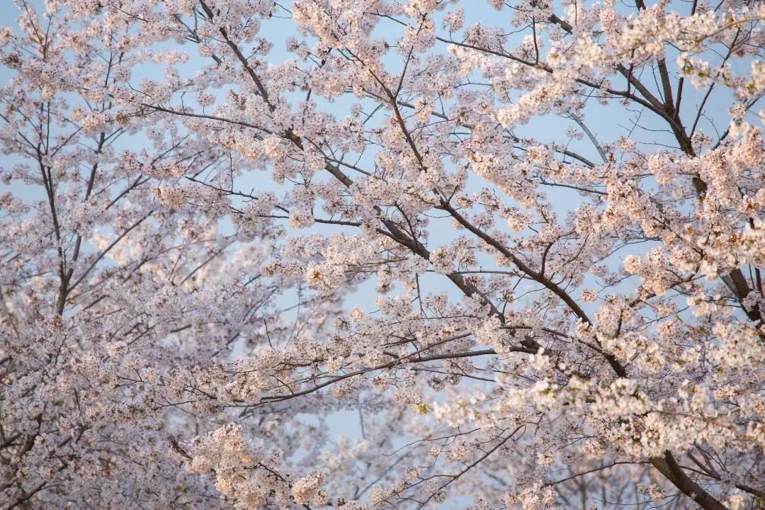 我从花海中归来！花仙子4月15日盛大开园