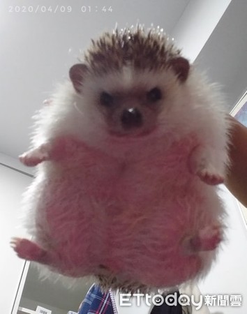 刺猬1.2kg胖成球　兽医惊讶没见过