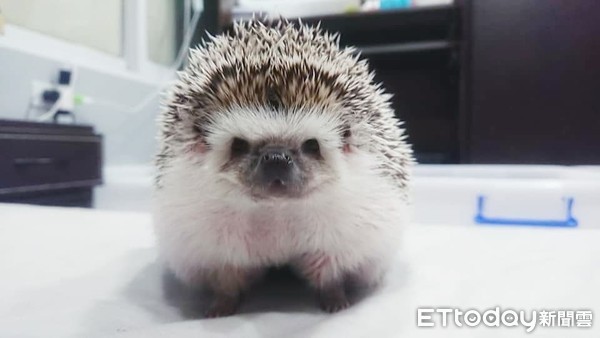 刺猬1.2kg胖成球　兽医惊讶没见过